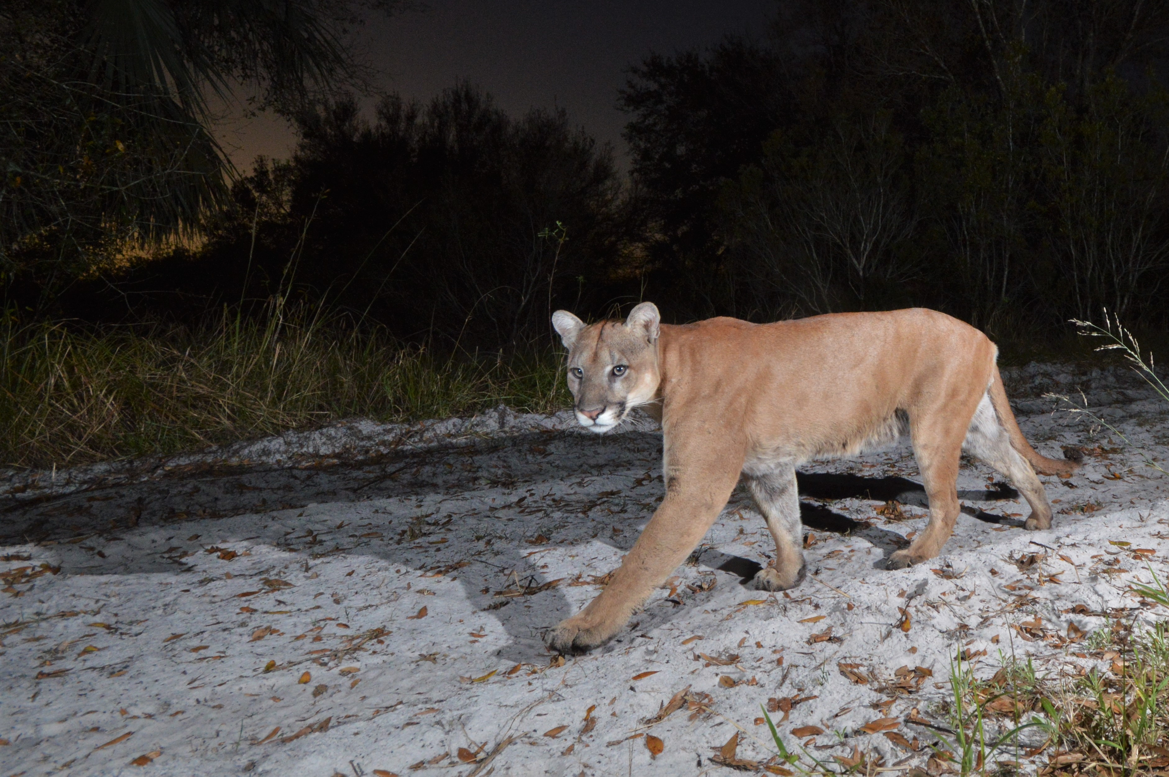 Defenders of Wildlife Encouraged by Photos of Florida Panther at